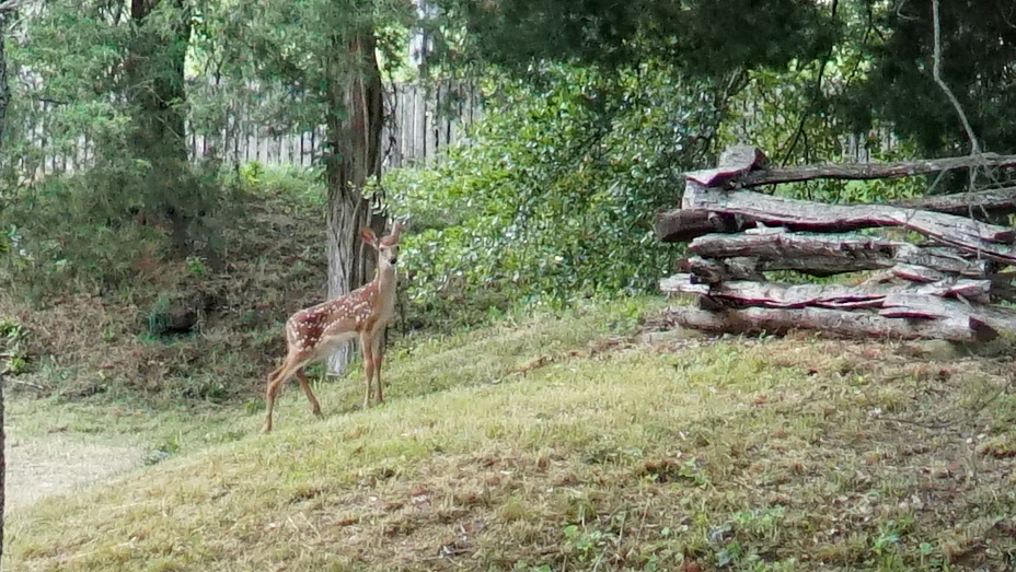 Baby deer on the Etowah Nature Trail