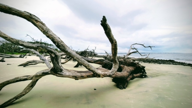 Photo of driftwood